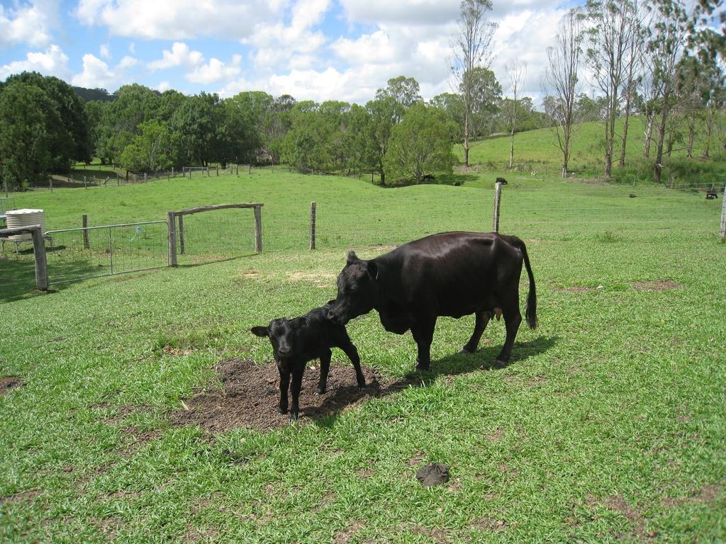 Jacaranda Creek Farmstay & B&B Sunshine Coast Εξωτερικό φωτογραφία