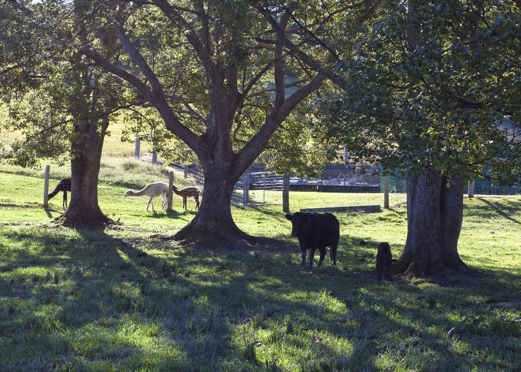 Jacaranda Creek Farmstay & B&B Sunshine Coast Εξωτερικό φωτογραφία