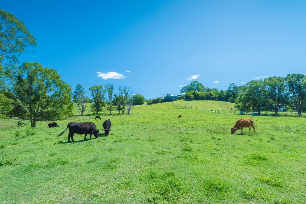 Jacaranda Creek Farmstay & B&B Sunshine Coast Εξωτερικό φωτογραφία